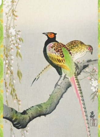 PHEASANT COUPLE WITH CHERRY BLOSSOMS Tissue Paper
