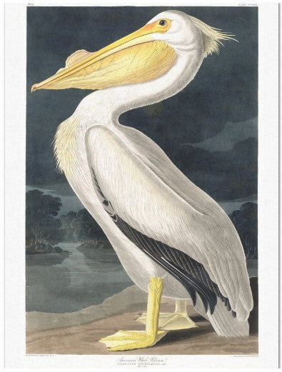 White Pelican