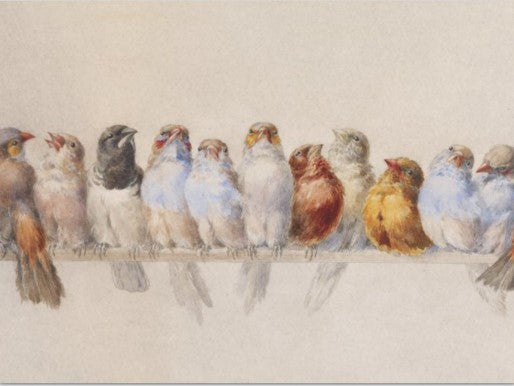 A Perch of Birds