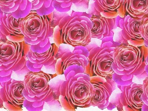 Pink to Red Gradient Roses Tissue Paper